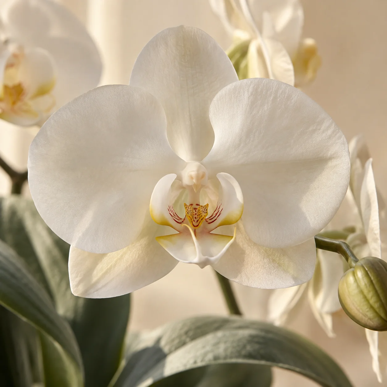 Orquídea branca em destaque