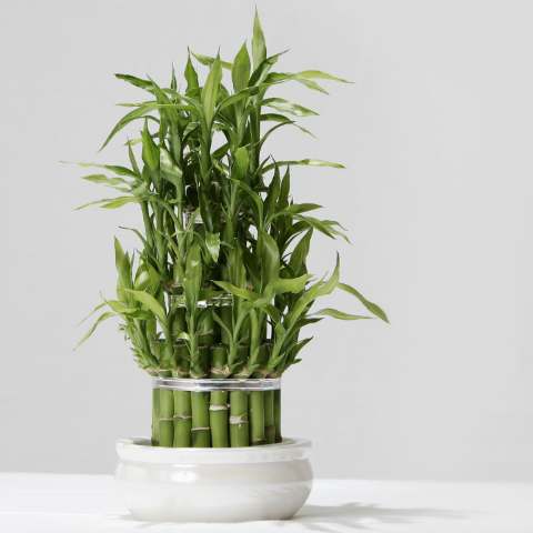 Bambu da sorte em vaso