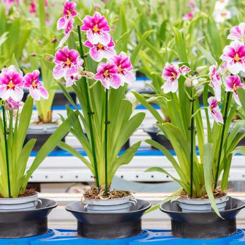 Orquídeas rosas e brancas em vasos
