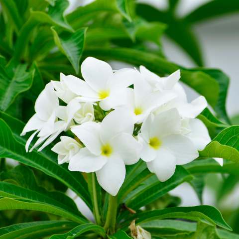 Planta ornamental com flores brancas