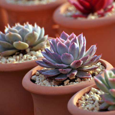 Suculentas de diversas cores em vasos